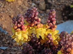 Alectra orobanchoides (Alectra orobanchoides)