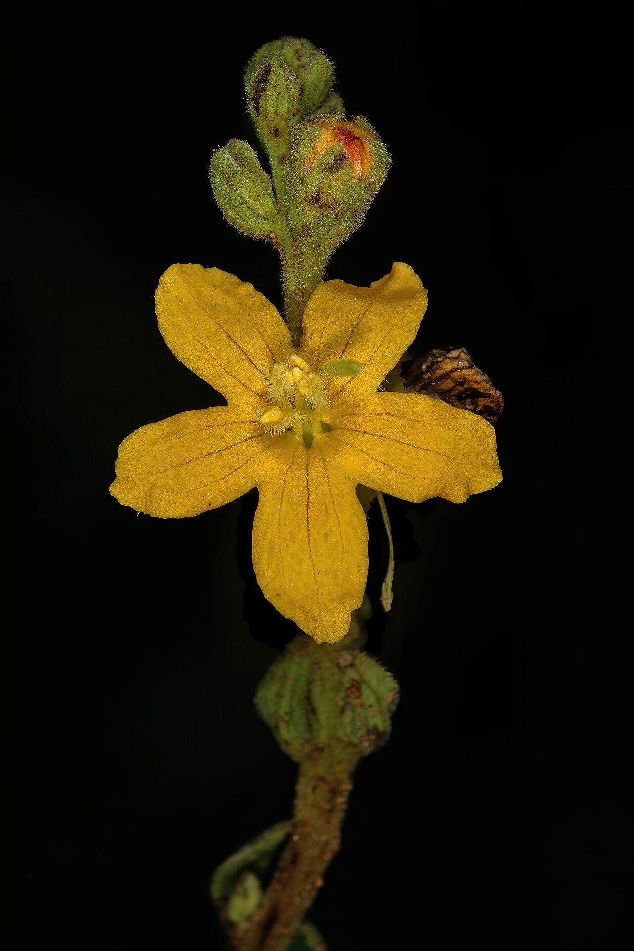 Alectra orobanchoides: Alectra orobanchoides var. orobanchoides , part of inflorescence; root hemiparasite under trees, Faery Glen Nature Reserve, Pretoria, Gauteng, South Africa