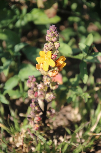 Alectra orobanchoides (Alectra orobanchoides)