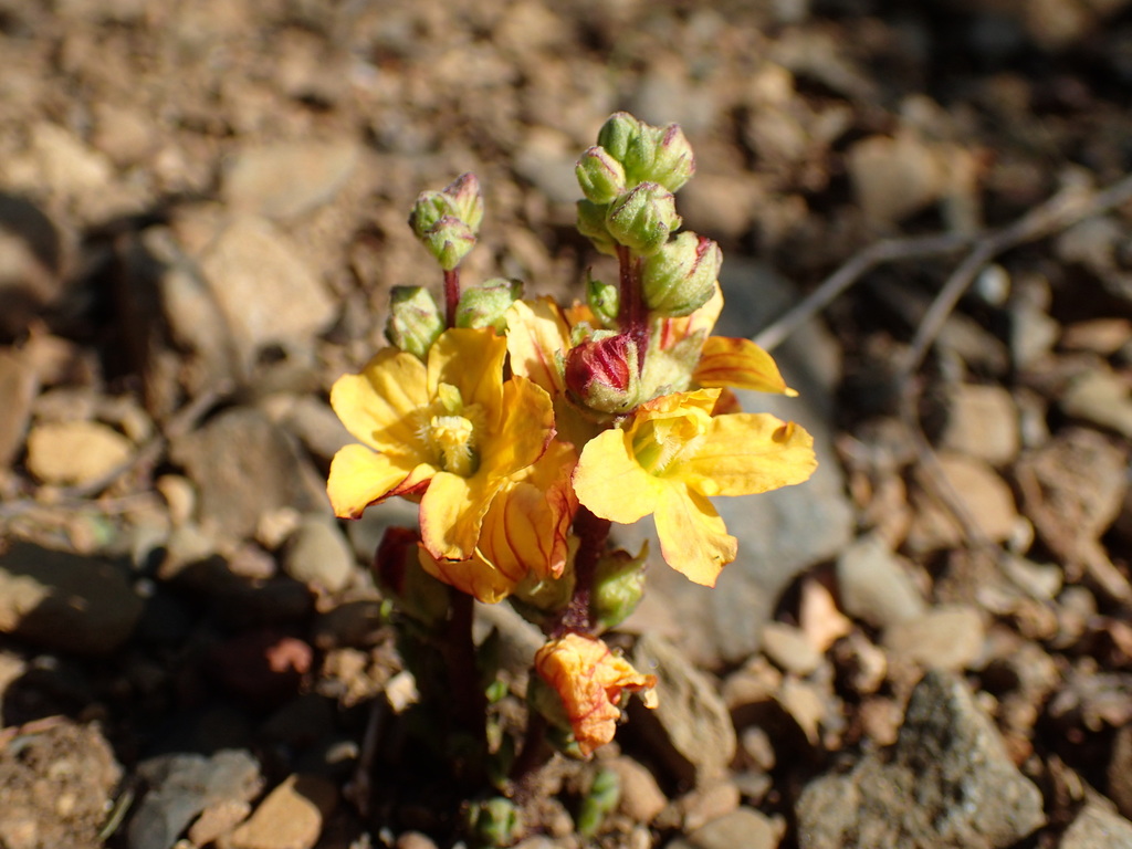 Alectra orobanchoides (Alectra orobanchoides)