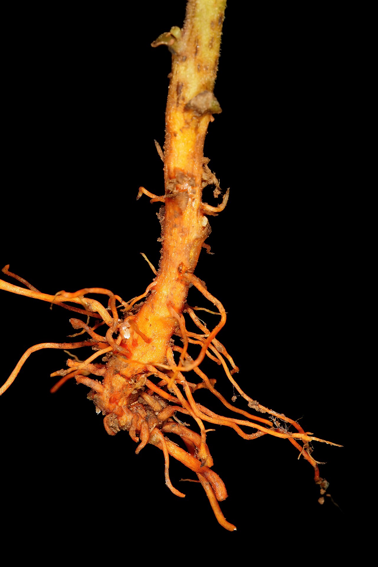 Alectra orobanchoides: Alectra orobanchoides var. orobanchoides , characteristic orange-yellow roots, due to presence of the pigment azafrin; root hemiparasite under trees, Faery Glen