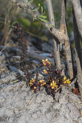 Alectra orobanchoides (Alectra orobanchoides)