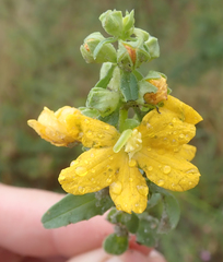 Alectra picta (Alectra picta)