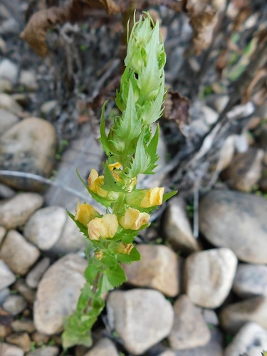 Alectra sessiliflora (Alectra sessiliflora)