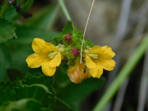 Alectra sessiliflora (Alectra sessiliflora)