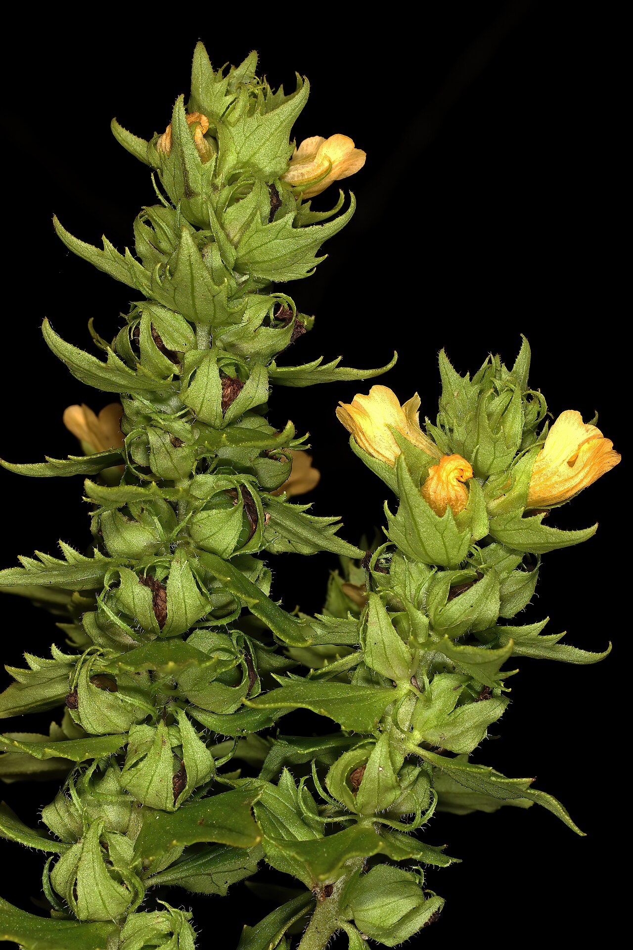 Alectra sessiliflora: Alectra sessiliflora , shoots with flowers and developing fruit; root hemiparasite in moist grassland, Oribi Flats, farm Whistling Pines, southern KwaZulu-Natal