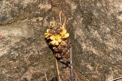 Alectra sessiliflora (Alectra sessiliflora)