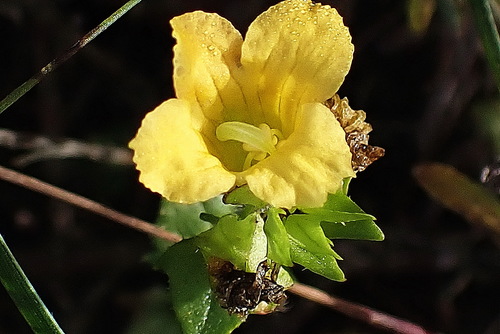 Alectra sessiliflora (Alectra sessiliflora)