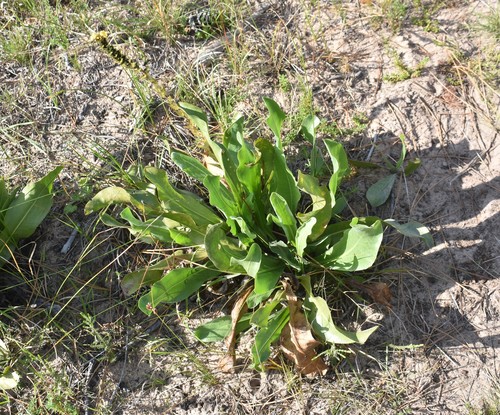 Alectra sessiliflora (Alectra sessiliflora)