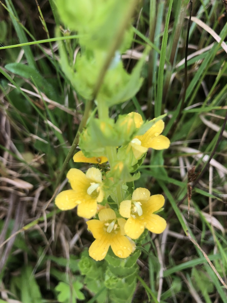 Alectra sessiliflora (Alectra sessiliflora)