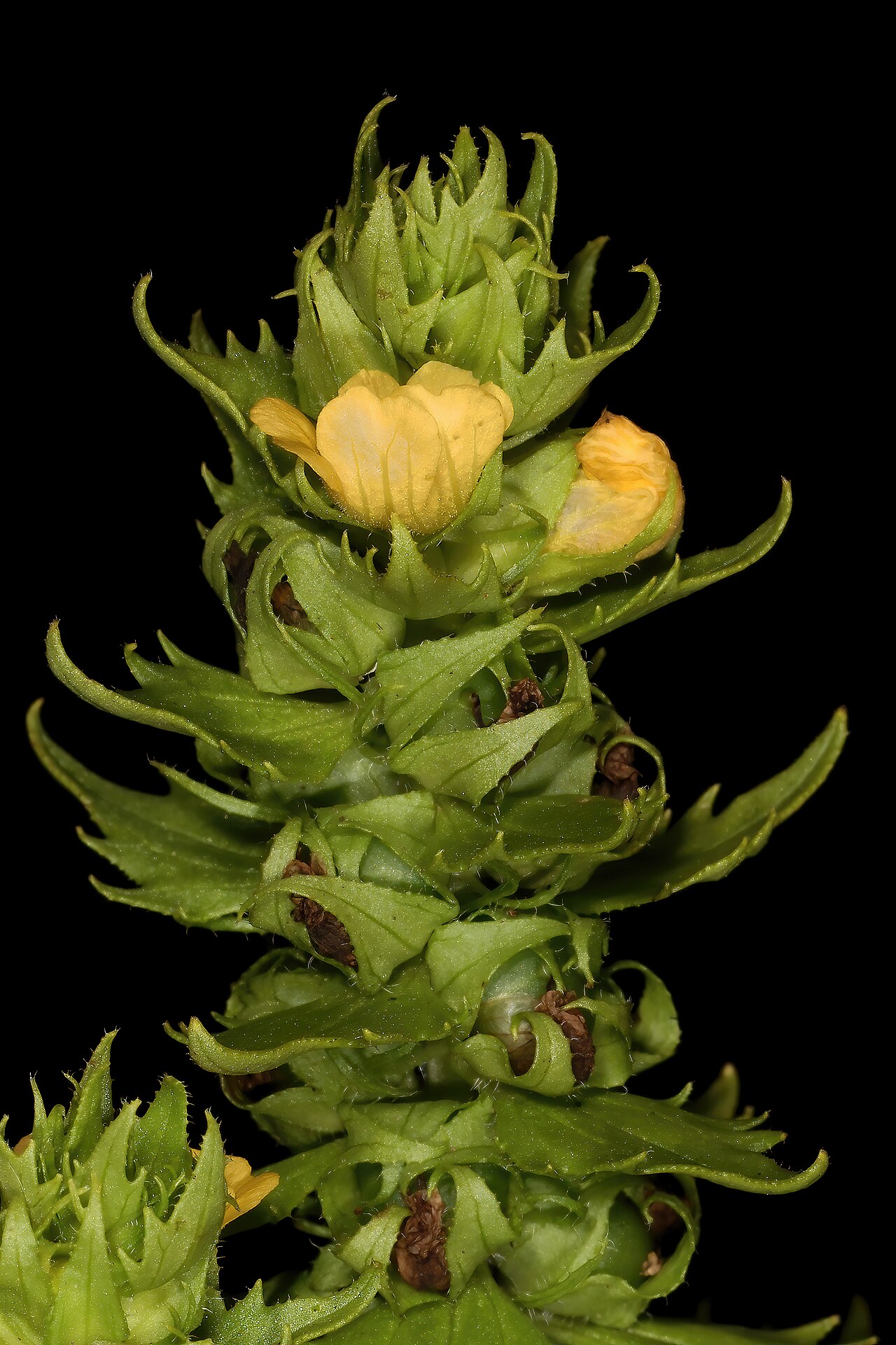 Alectra sessiliflora: Alectra sessiliflora , shoot with flowers and developing fruit; root hemiparasite in moist grassland, Oribi Flats, farm Whistling Pines, southern KwaZulu-Natal,