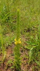 Alectra sessiliflora (Alectra sessiliflora)
