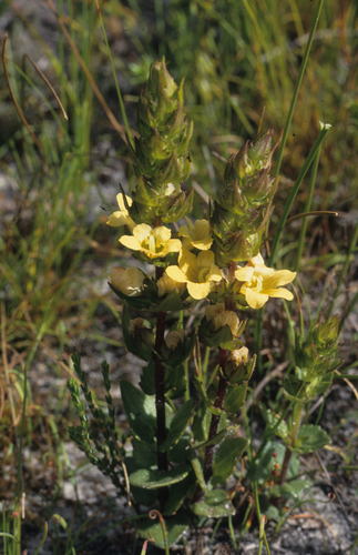 Alectra sessiliflora (Alectra sessiliflora)