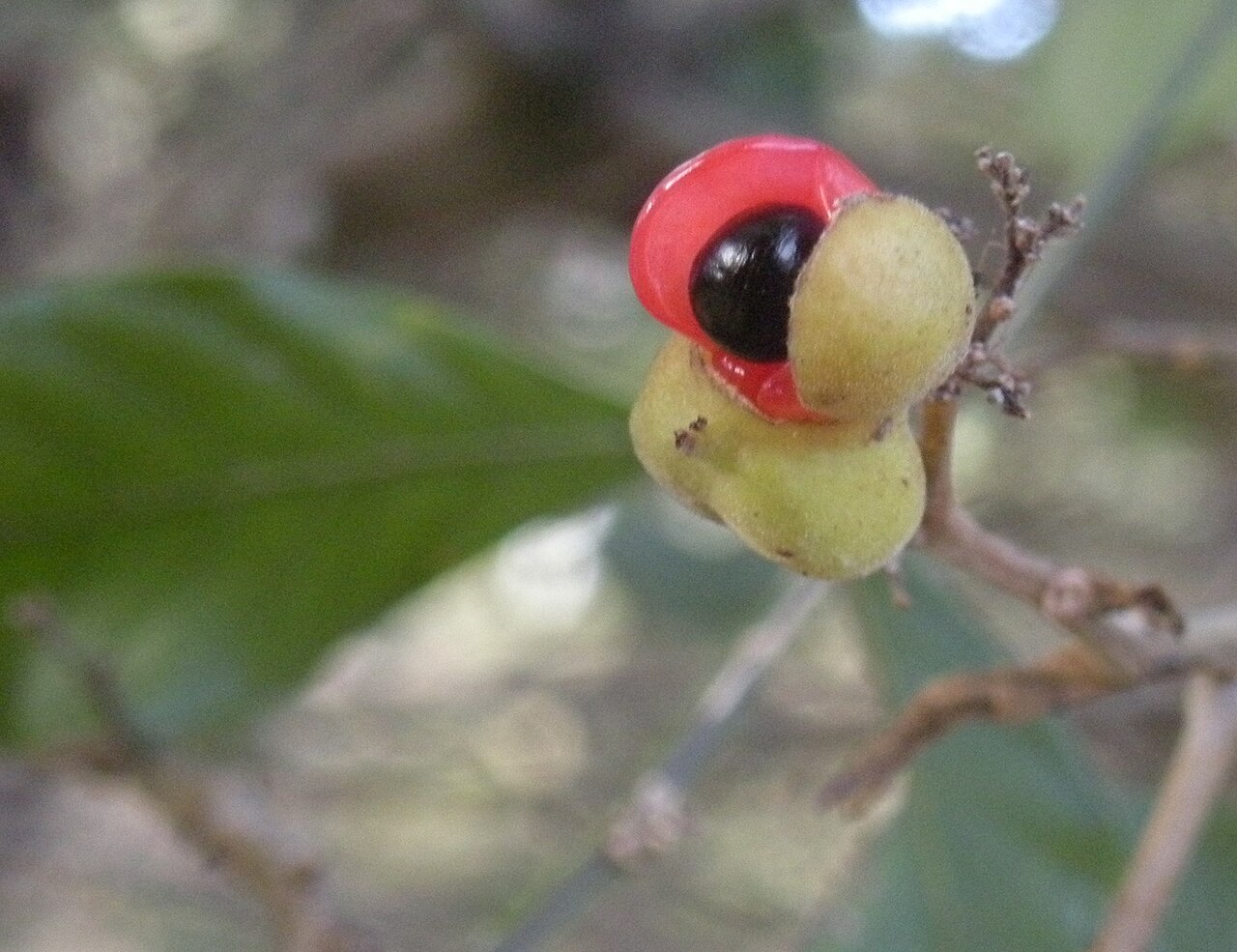 Hairy alectryon: Alectryon connatus fruit