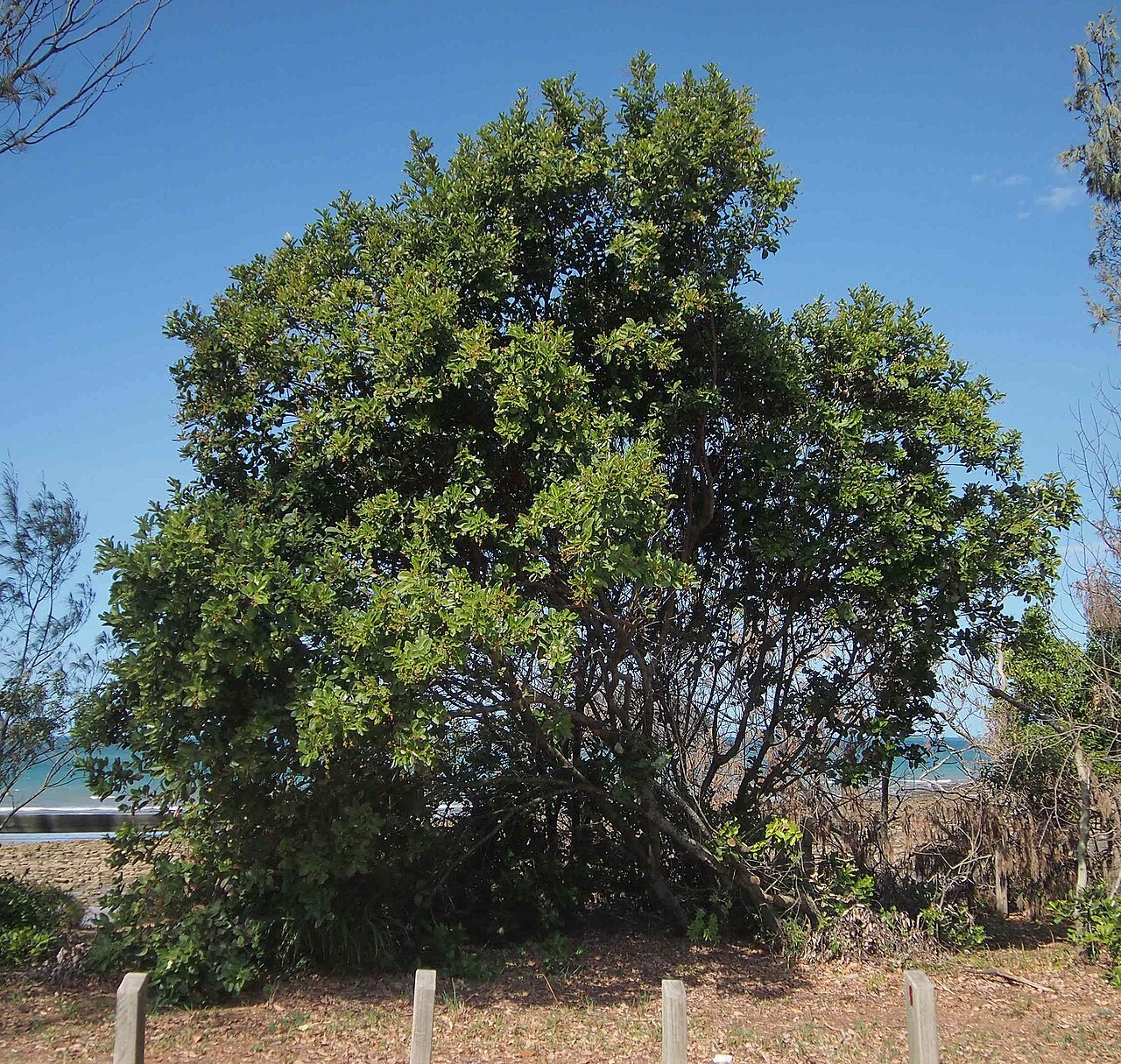 Hairy alectryon: Alectryon connatus habit