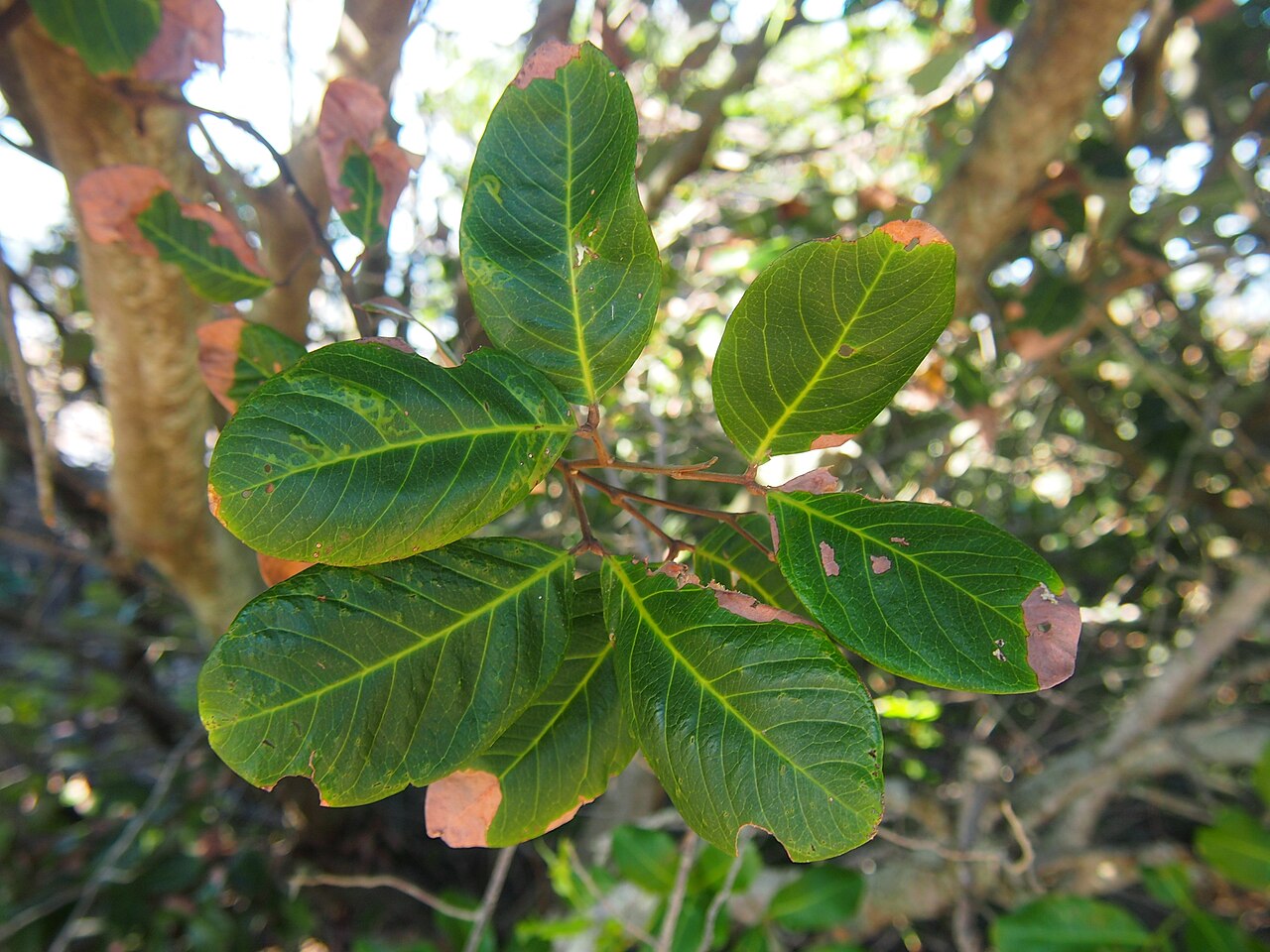 Hairy alectryon: Alectryon connatus leaves