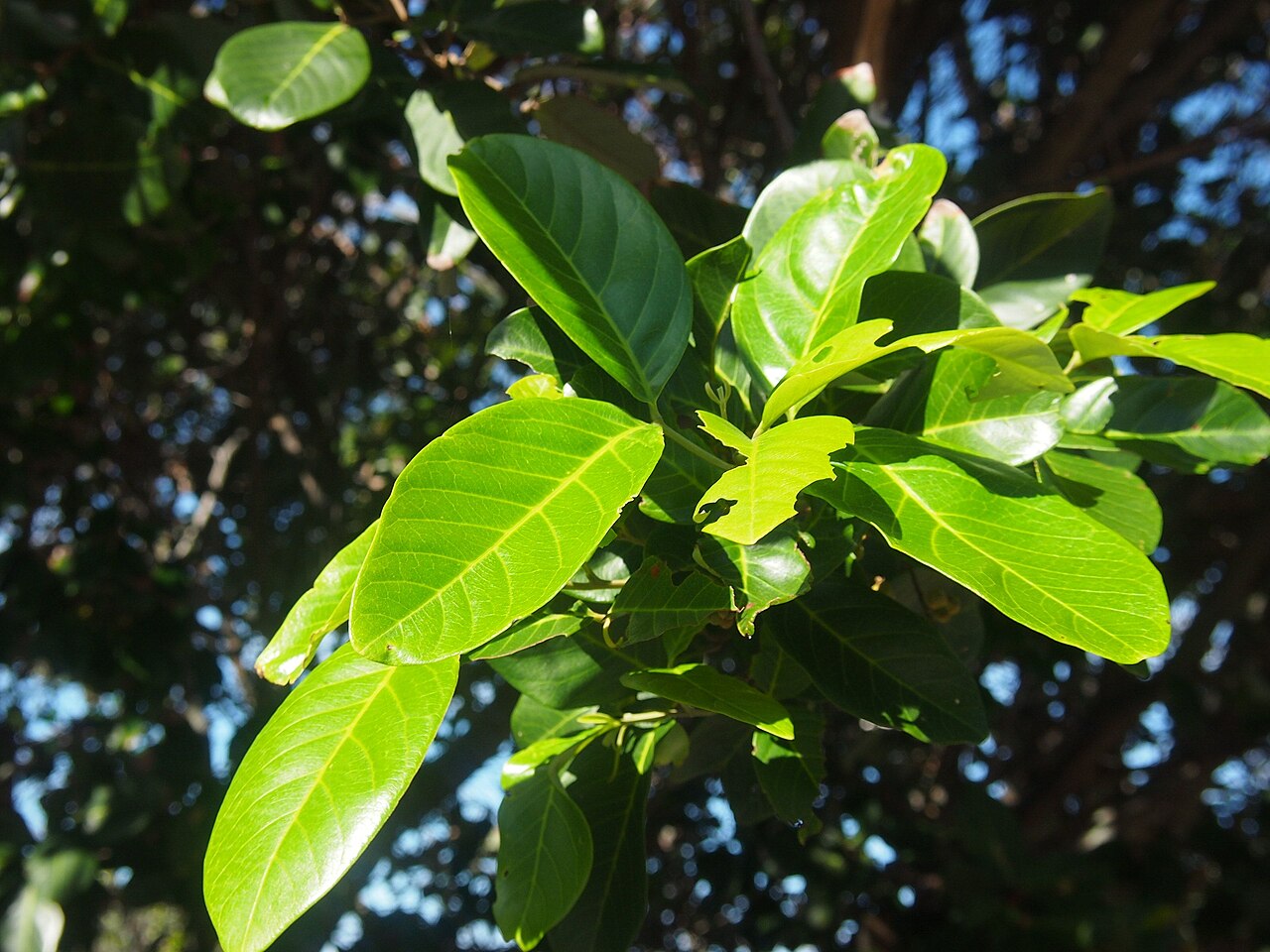 Hairy alectryon: Alectryon connatus leaves