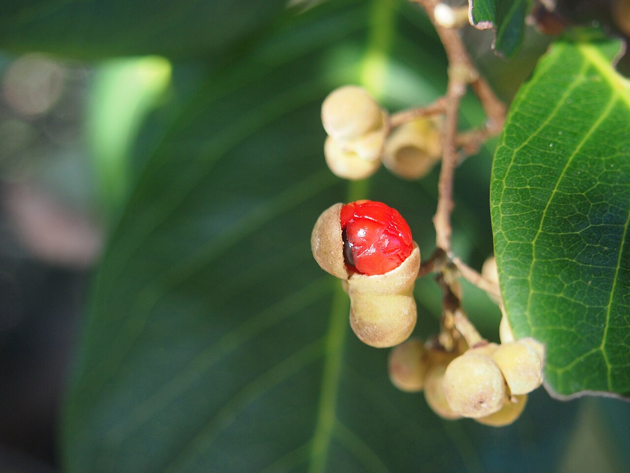 Hairy alectryon: Alectryon conatus fruit