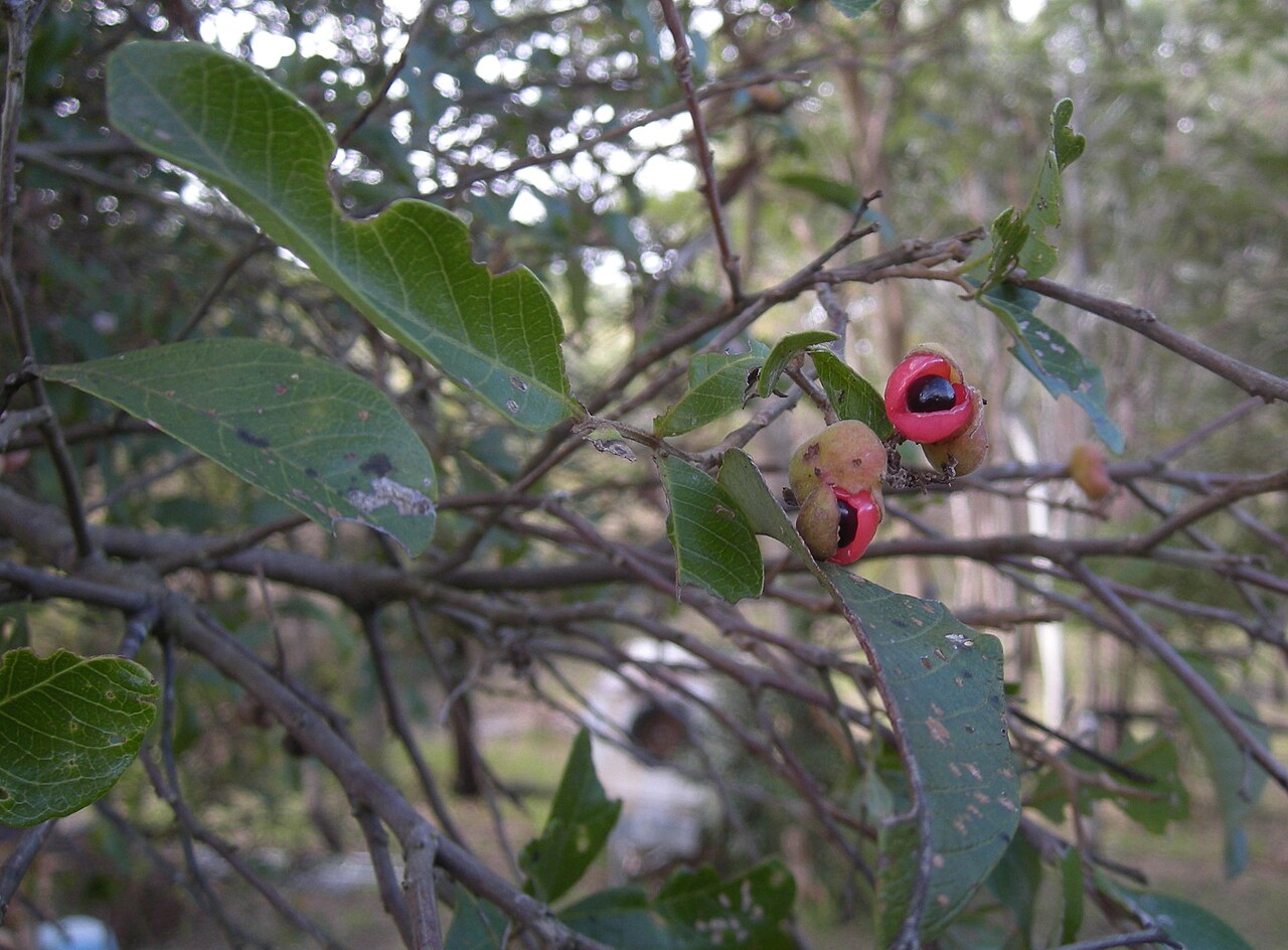 Hairy alectryon: Alectryon connatus fruit and foliage