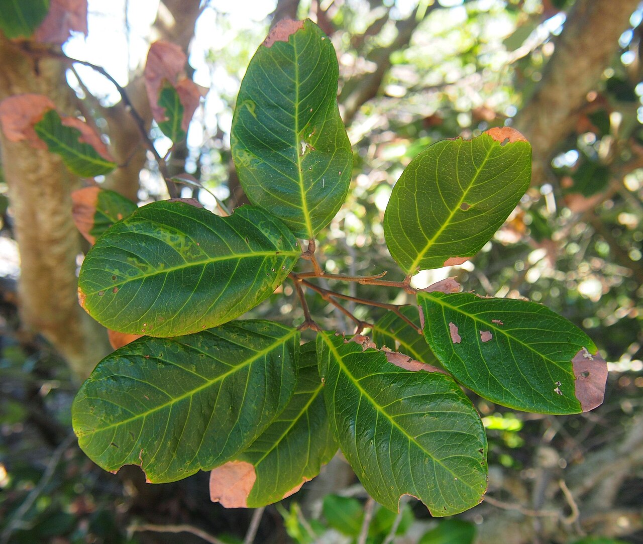 Hairy alectryon: Alectryon connatus foliage