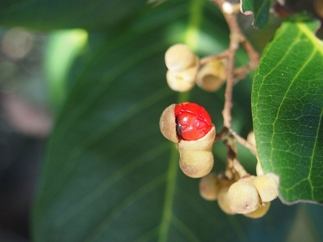Hairy alectryon: Alectryon connatus fruit