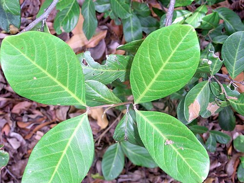 Alectryon coriaceus: Alectryon coriaceus, labeled at Mount Annan Botanic Gardens, Australia