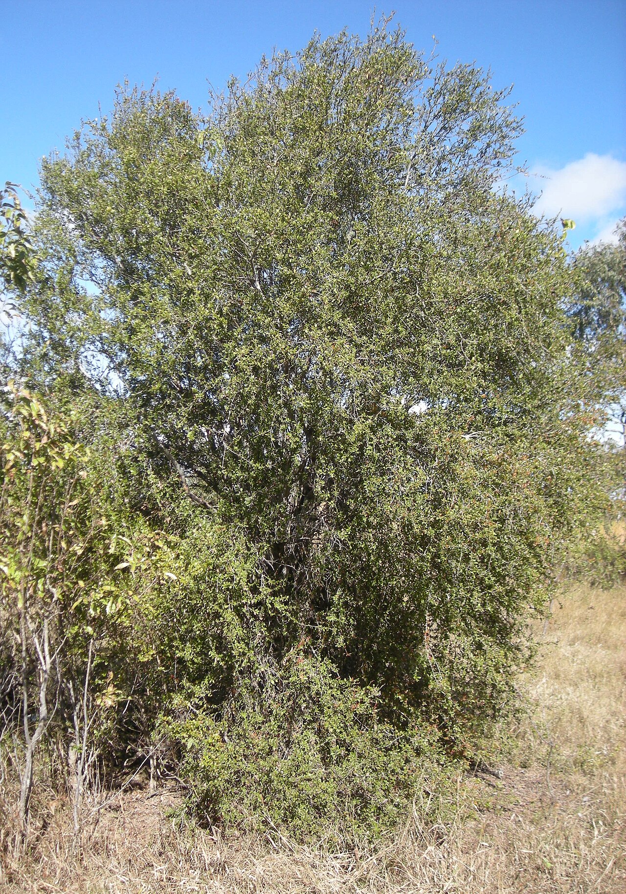 Alectryon diversifolius (Alectryon diversifolius)