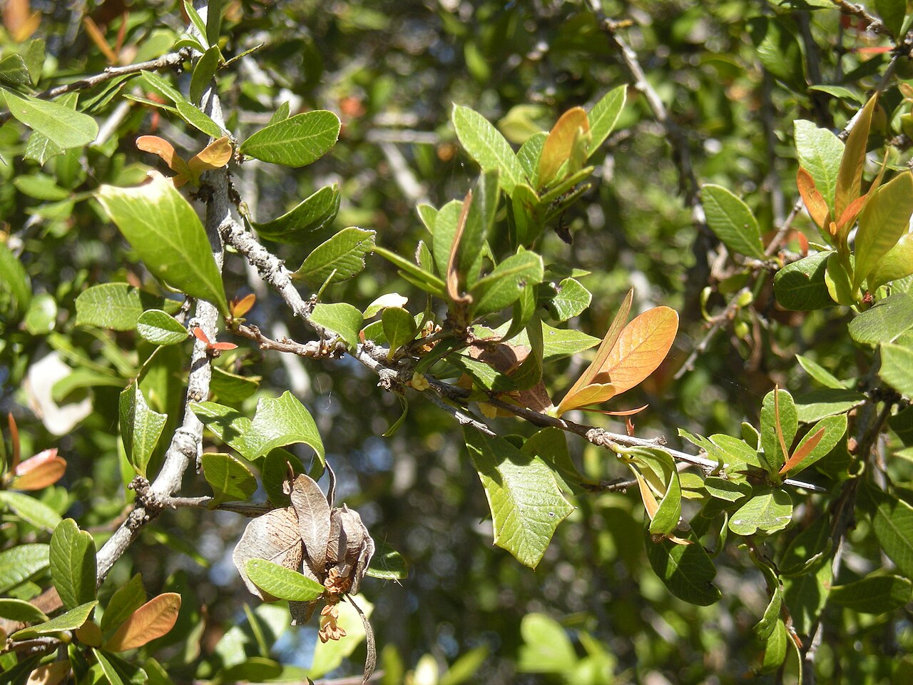Alectryon diversifolius: Alectryon diversifolius foliage illustrating new growth colouration and multiple leaf forms