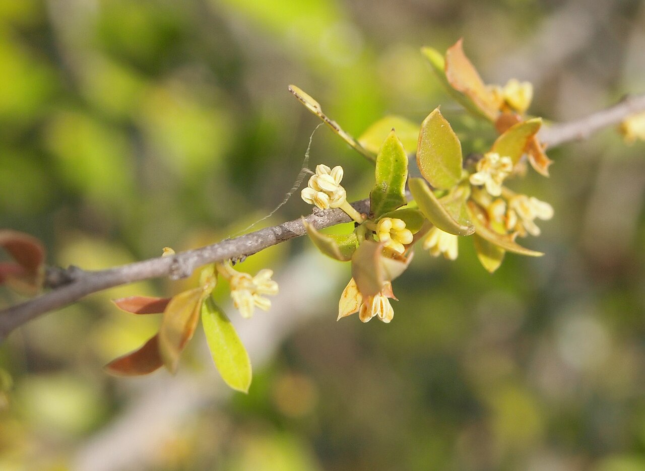 Alectryon diversifolius: Alectyon diversifolius flowers