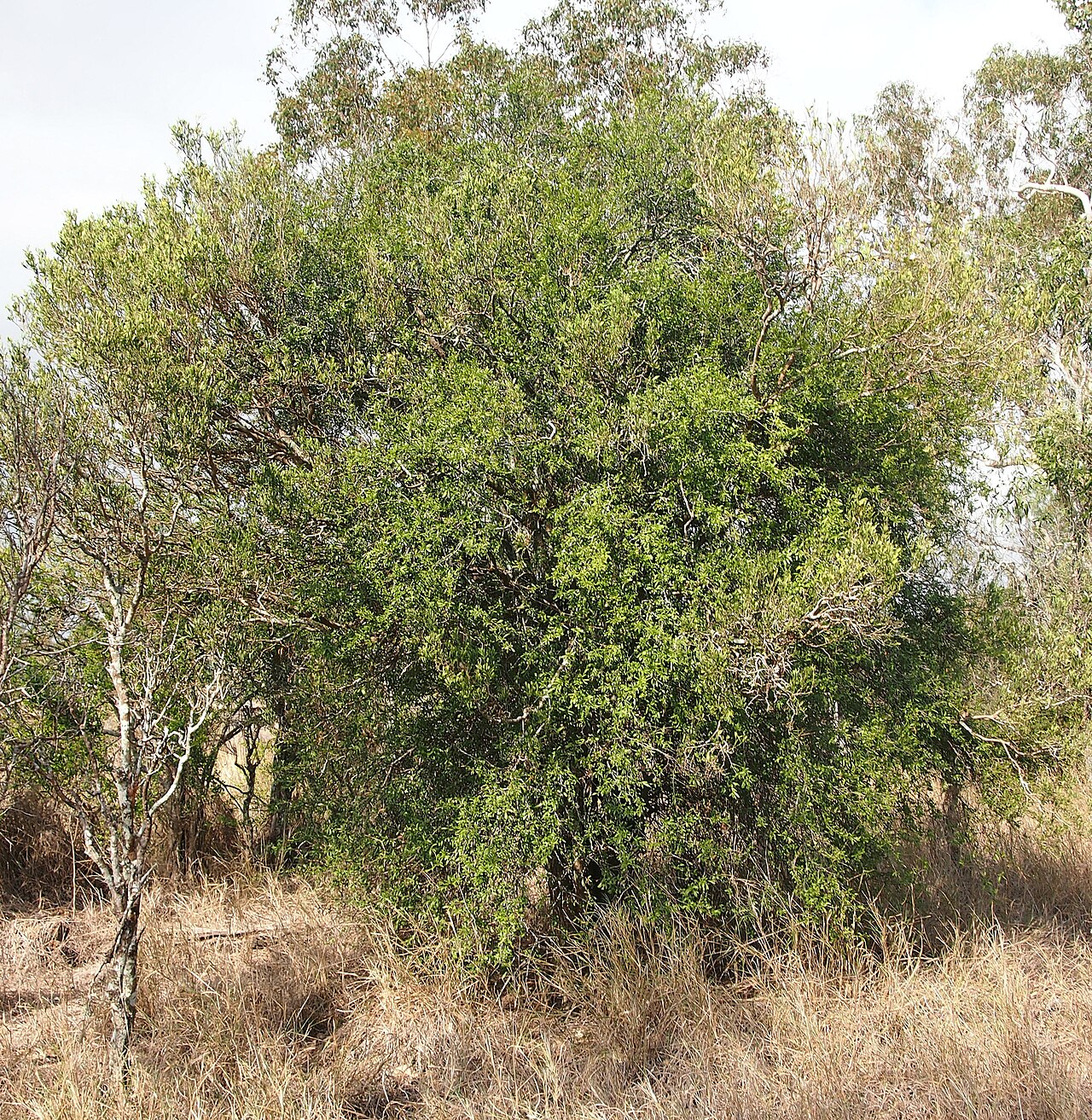 Alectryon diversifolius: Alectyon diversifolius habit