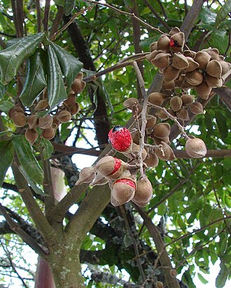 Alectryon excelsus: Alectryon excelsus - New Zealand native tree, grows up to 12-20m in height. Titoki is Maori name, sometimes called NZ oak. You can see the ripe fruits, the caps