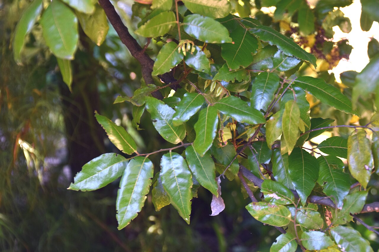 Alectryon excelsus: Alectryon excelsus in Dunedin Botanic Garden, Dunedin, New Zealand