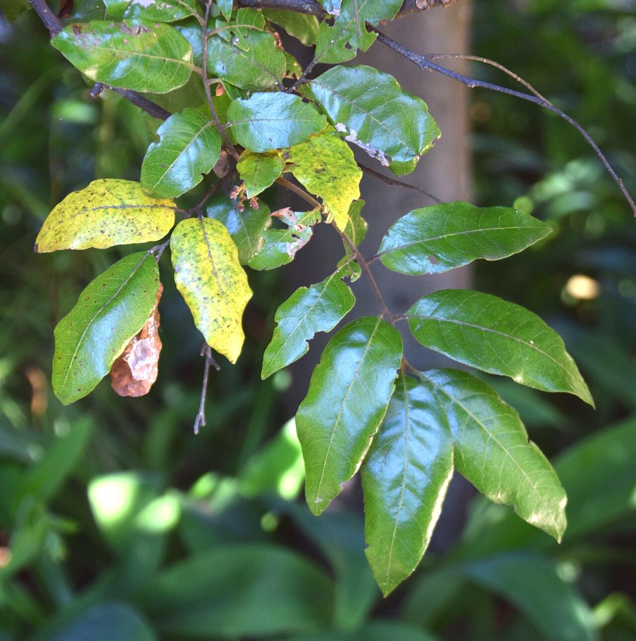 Alectryon excelsus: Alectryon excelsus in Dunedin Botanic Garden, Dunedin, New Zealand