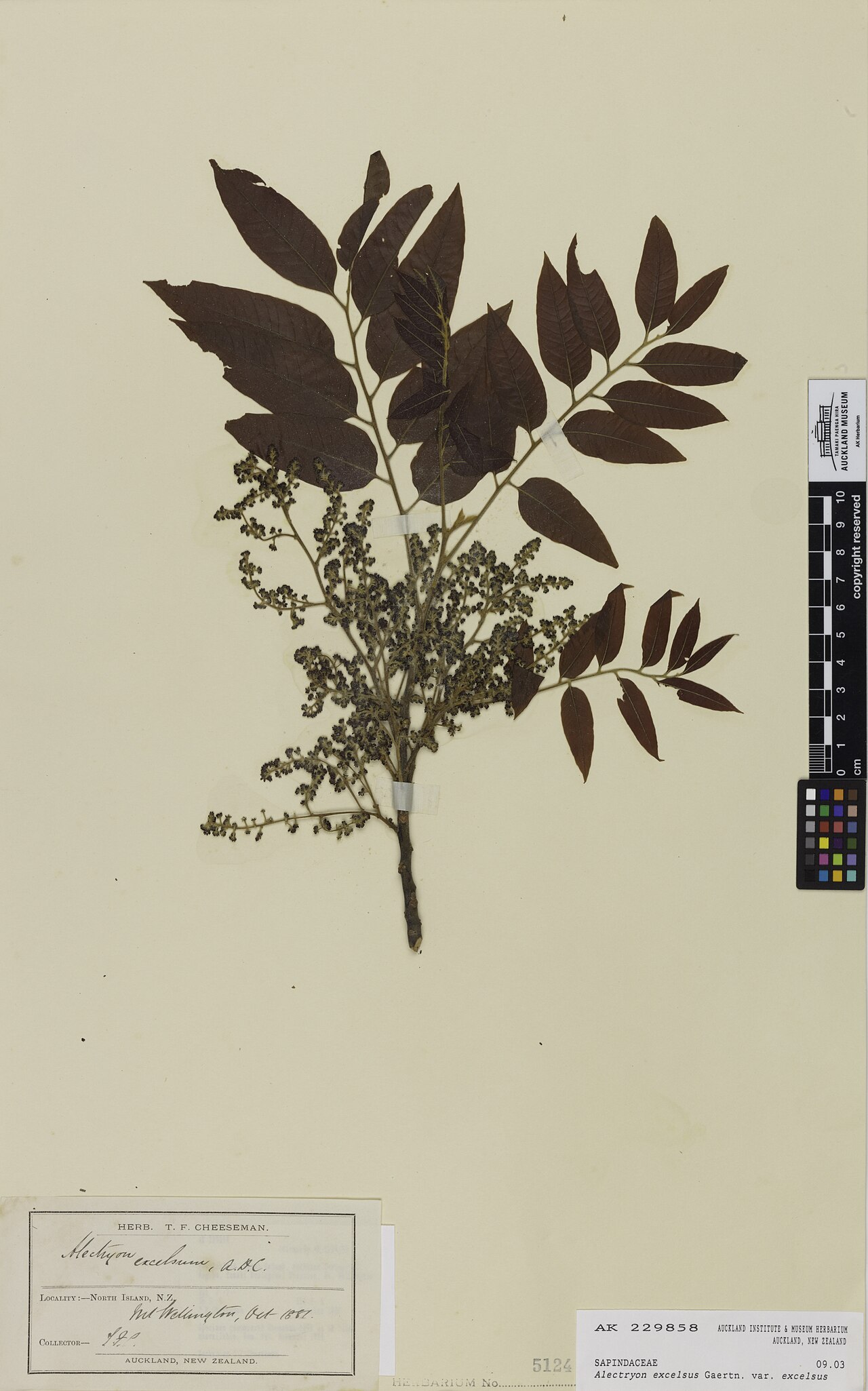 Alectryon excelsus (Alectryon excelsus)