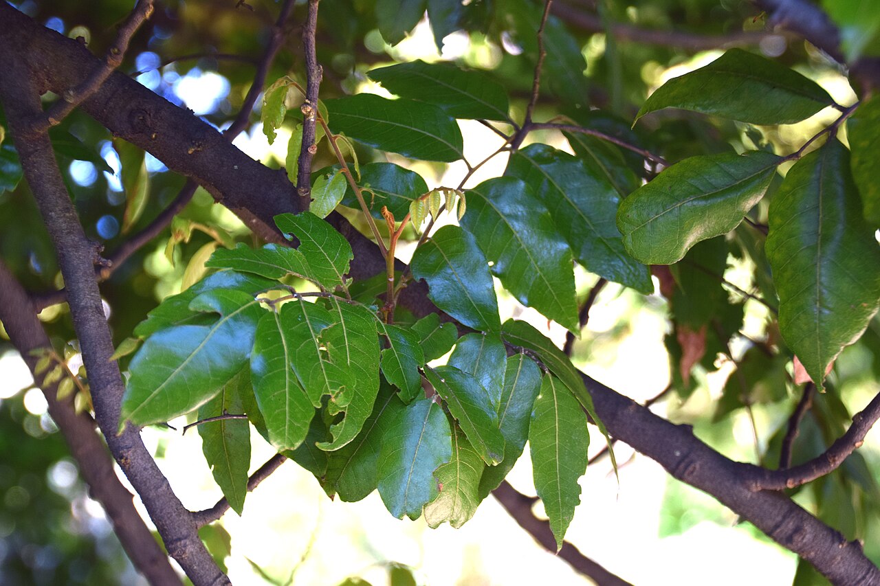 Alectryon excelsus: Alectryon excelsus in Dunedin Botanic Garden, Dunedin, New Zealand