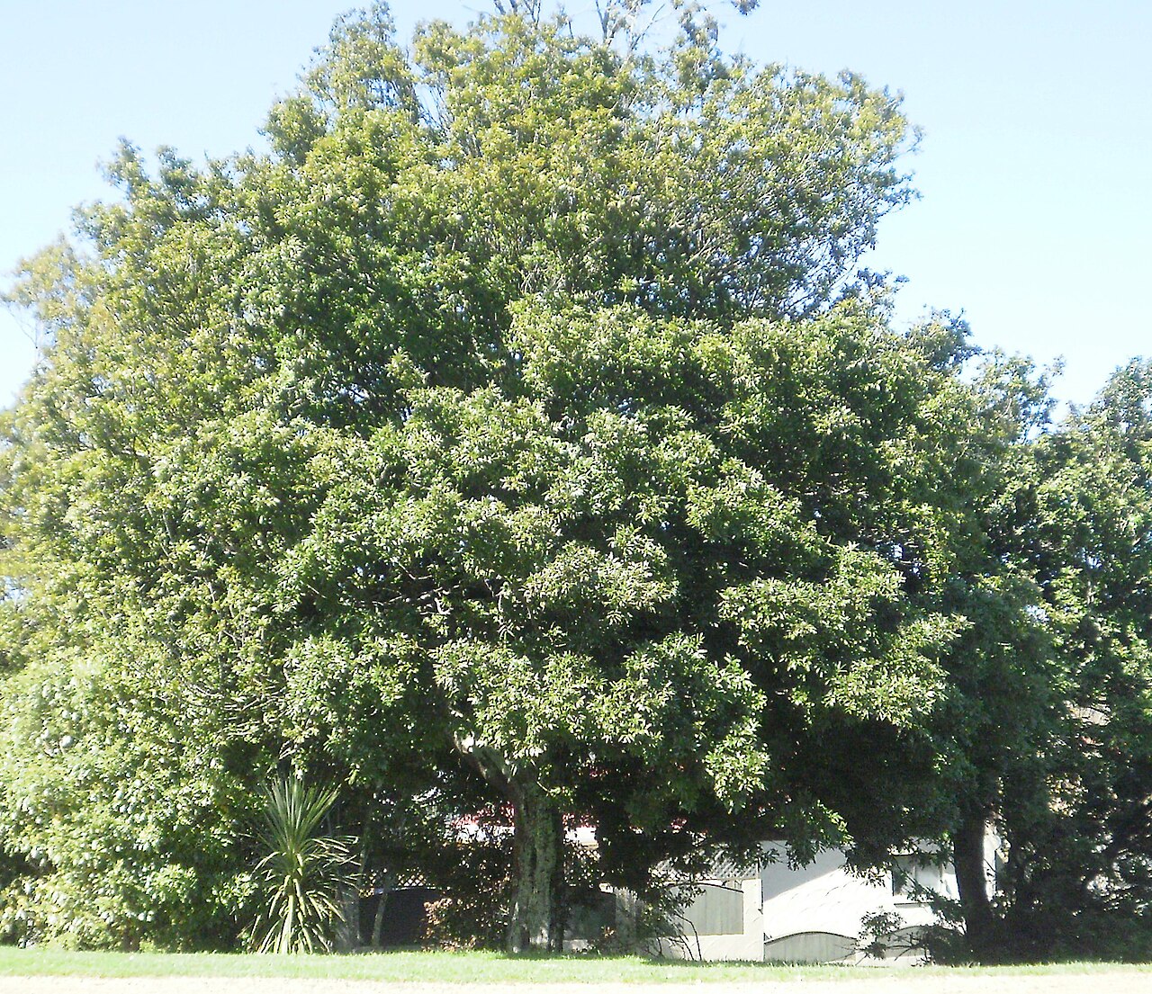 Alectryon excelsus: Alectryon excelsus, tītoki, tree in California Park, Upper Hutt, New Zealand.