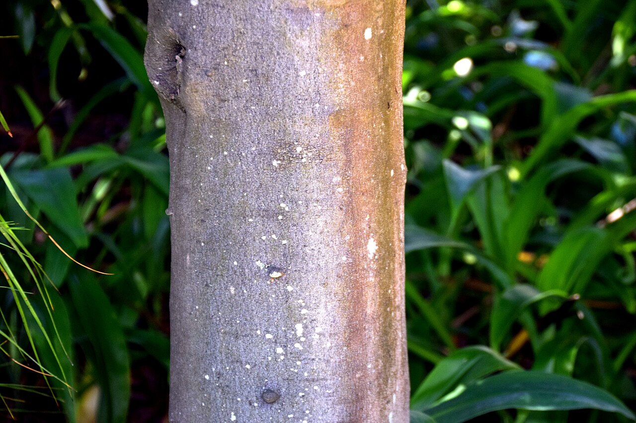 Alectryon excelsus: Alectryon excelsus in Dunedin Botanic Garden, Dunedin, New Zealand