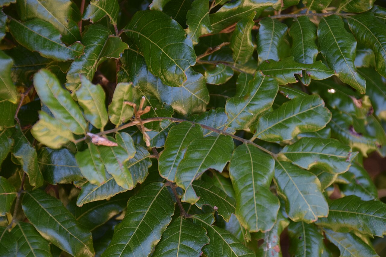Alectryon excelsus: Alectryon excelsus in Dunedin Botanic Garden, Dunedin, New Zealand