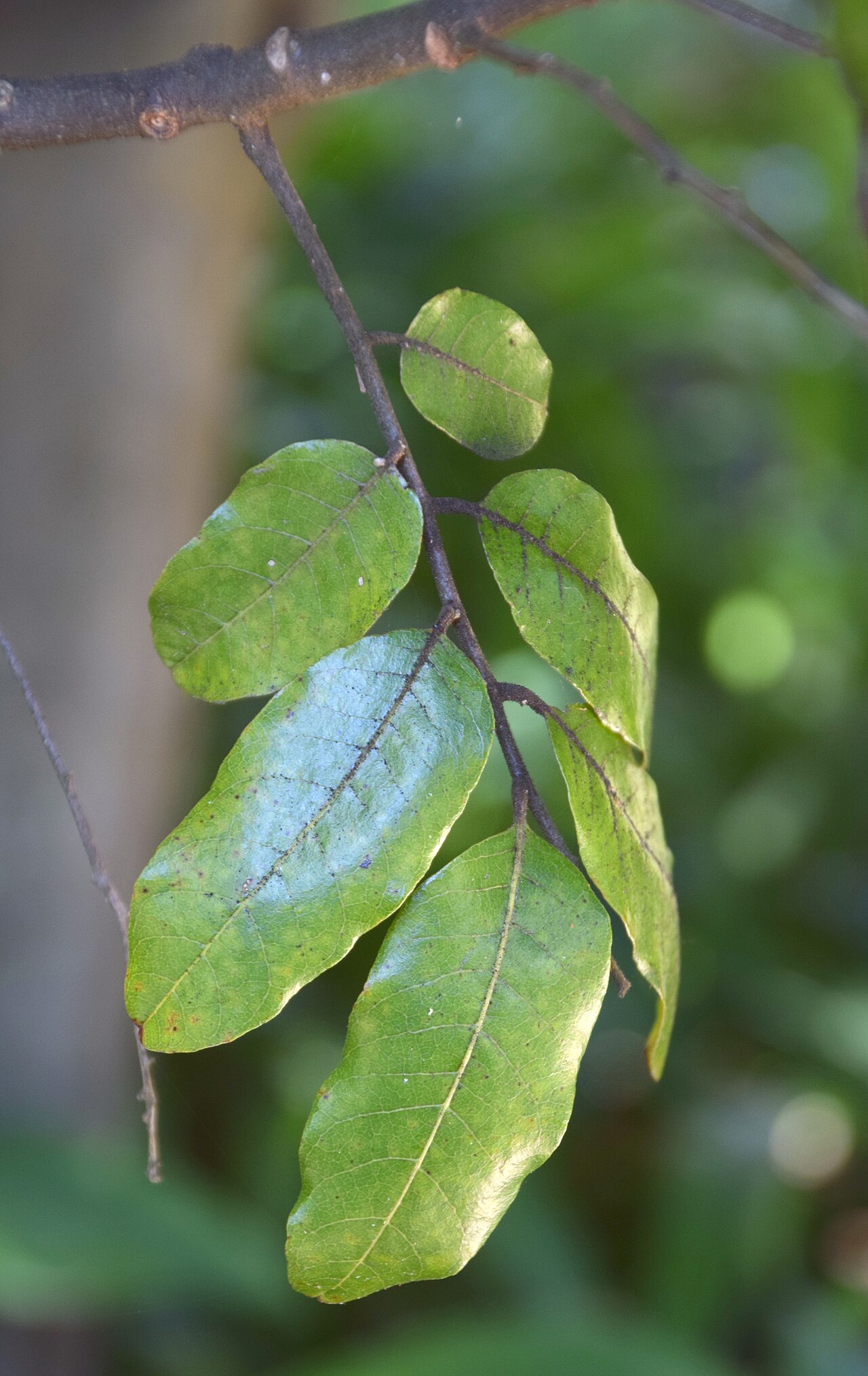 Alectryon excelsus: Alectryon excelsus in Dunedin Botanic Garden, Dunedin, New Zealand