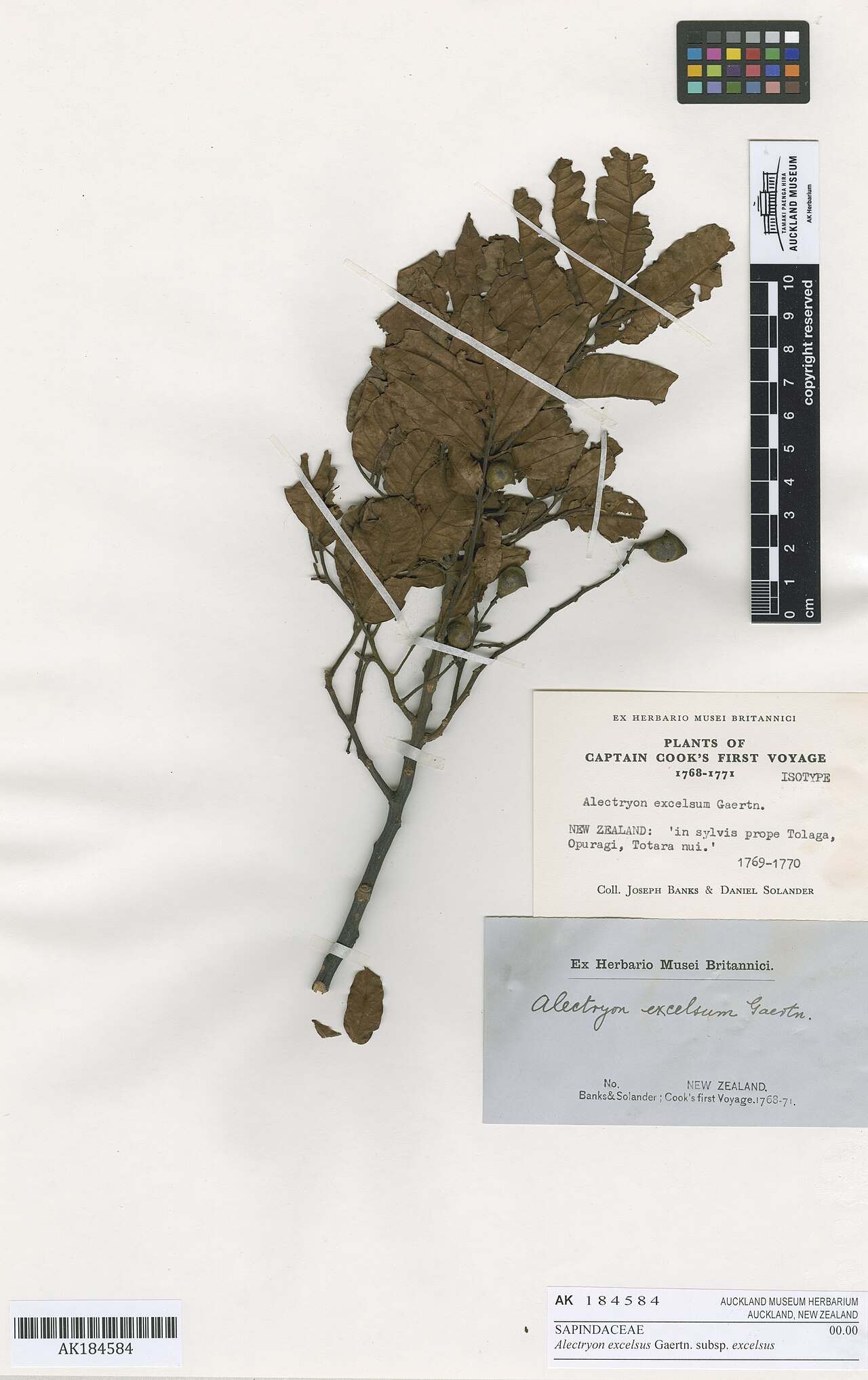 Alectryon excelsus (Alectryon excelsus)