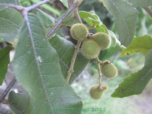 Alectryon ferrugineum: Alectryon ferrugineum