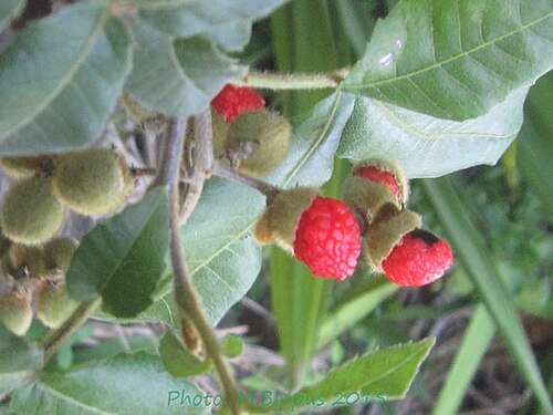 Alectryon ferrugineum: Alectryon ferrugineum