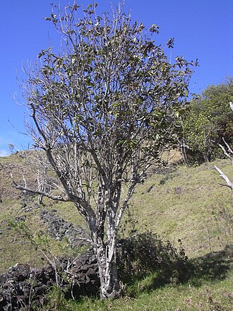 Hawai'i alectryon: Alectryon macrococcus var. auwahiensis (habit). Location: Maui, Auwahi
