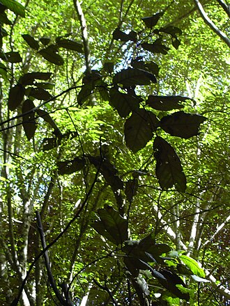 Hawai'i alectryon: Alectryon macrococcus var. macrococcus (leaves). Location: Maui, Makawao Forest Reserve