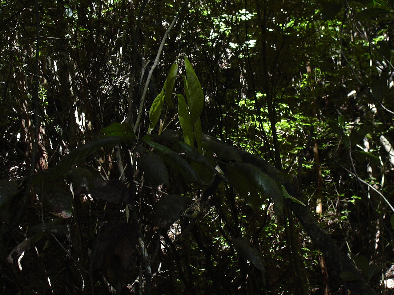 Hawai'i alectryon: Alectryon macrococcus var. macrococcus (leaves). Location: Maui, Makawao Forest Reserve