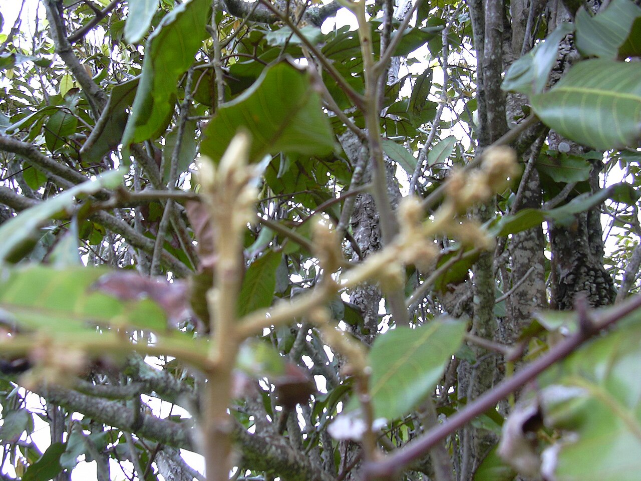 Hawai'i alectryon: Alectryon macrococcus var. auwahiensis (leaves). Location: Maui, Auwahi