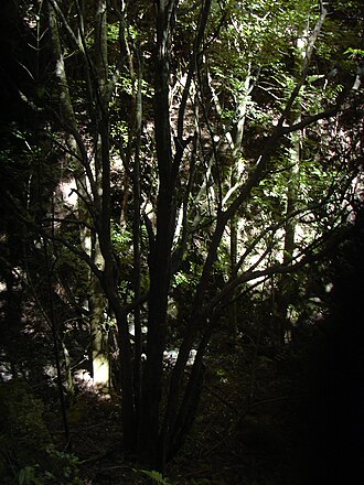 Hawai'i alectryon: Alectryon macrococcus var. macrococcus (habit). Location: Maui, Makawao Forest Reserve