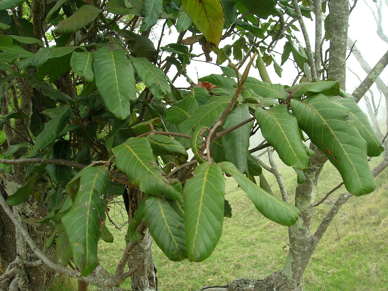 Hawai'i alectryon: Alectryon macrococcus var. auwahiensis (leaves). Location: Maui, Auwahi