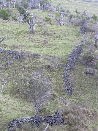 Hawai'i alectryon: Alectryon macrococcus var. auwahiensis (habit). Location: Maui, Auwahi
