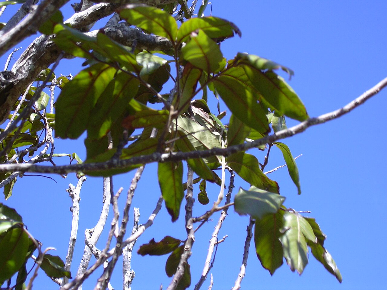 Hawai'i alectryon: Alectryon macrococcus var. auwahiensis (leaves). Location: Maui, Auwahi